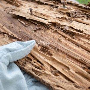 Termite damage to wood supports